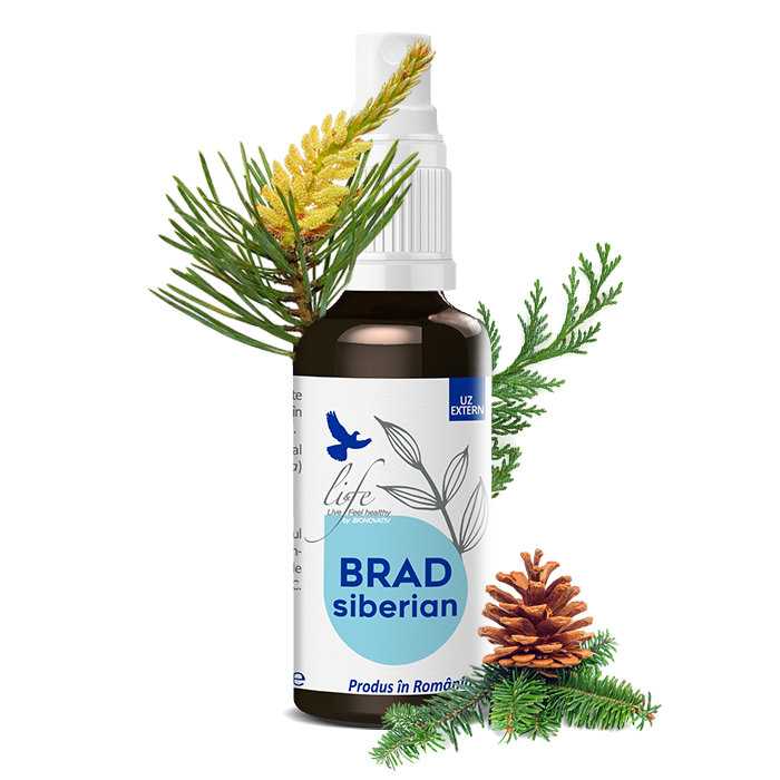 BRAD SIBERIAN – ulei esențial integral – 50 ml