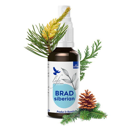 BRAD SIBERIAN – ulei esențial integral – 50 ml