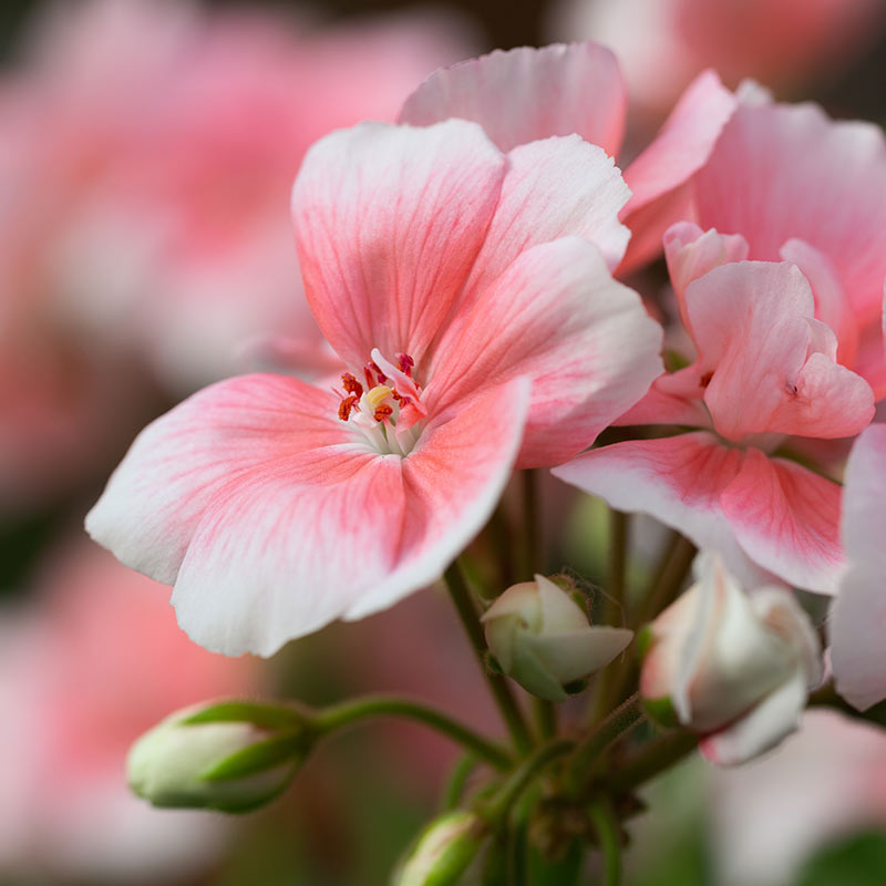 Apă de geranium – 100 ml