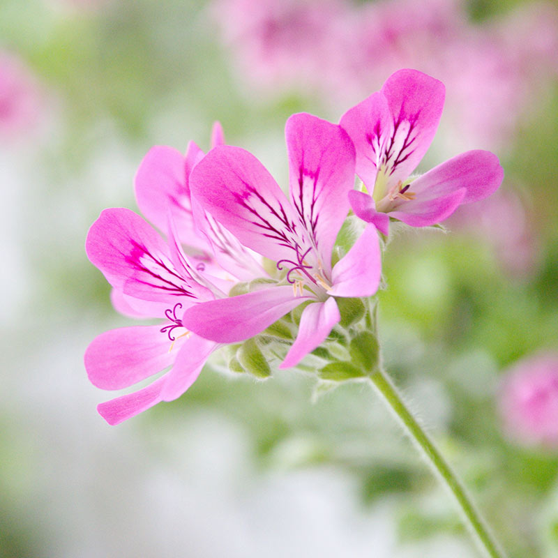 Apă de geranium – 100 ml