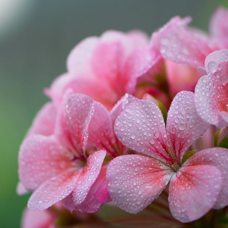 Apă de geranium – 100 ml