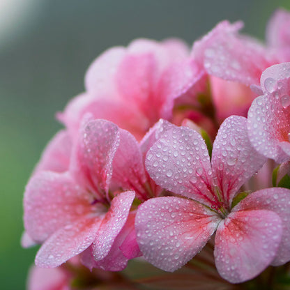 Apă de geranium – 100 ml