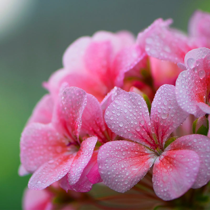Apă de geranium și mușețel – 100 ml