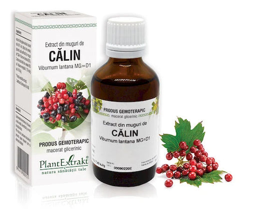 Extract din muguri de Călin - Viburnum lantana MG=D1, 50 ml