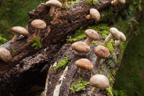 SHIITAKE – Ciuperca Împăratului – 60 de capsule
